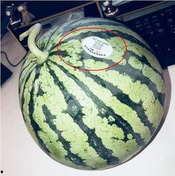 雷州市网红吃瓜,揭秘当地美食文化新潮流