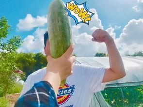 网红吃瓜看大片,网红吃瓜达人带你领略大片世界