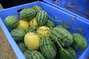 qq网红群吃瓜最新