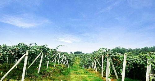 长游分享网 吃瓜,揭秘吃瓜群众的快乐源泉