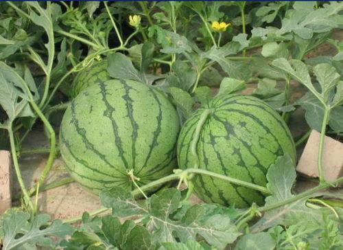 诸暨吃瓜网红事件,网络舆论的风暴与反思