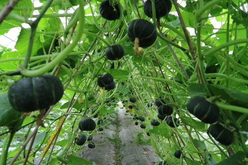 网红吃的水瓜叫什么,揭秘水瓜的独特魅力