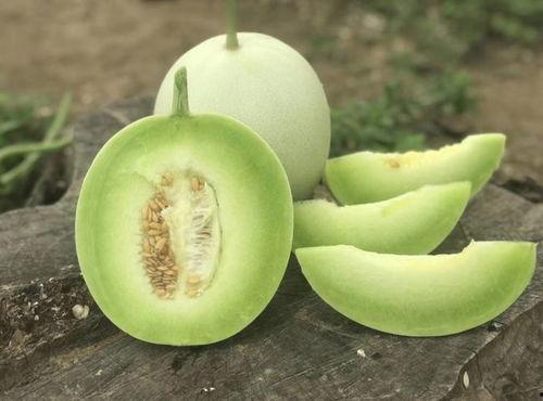 蘑菇疯马秀吃瓜网今日吃瓜