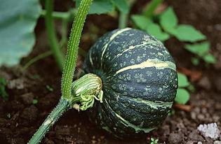 维族网红吃瓜视频下载